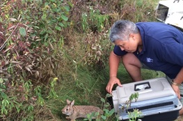 WCS’s Queens Zoo is Part of Federal, Six-State Partnership to Save New England Cottontail Rabbits